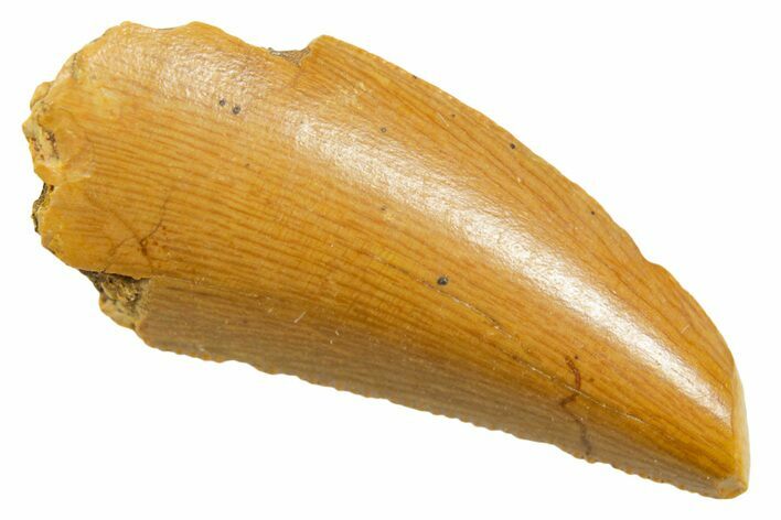 Serrated Raptor Tooth - Real Dinosaur Tooth #364878